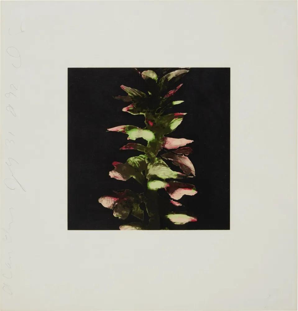 Sérigraphie Sultan - Acanthus from Fruits and Flowers