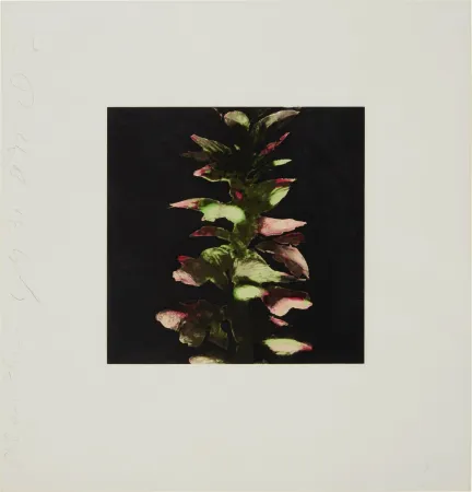 Sérigraphie Sultan - Acanthus from Fruits and Flowers
