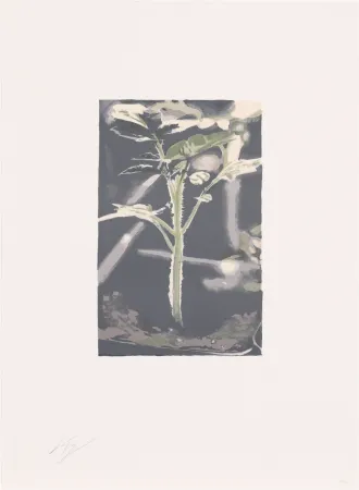 Lithographie Tuymans - Gene