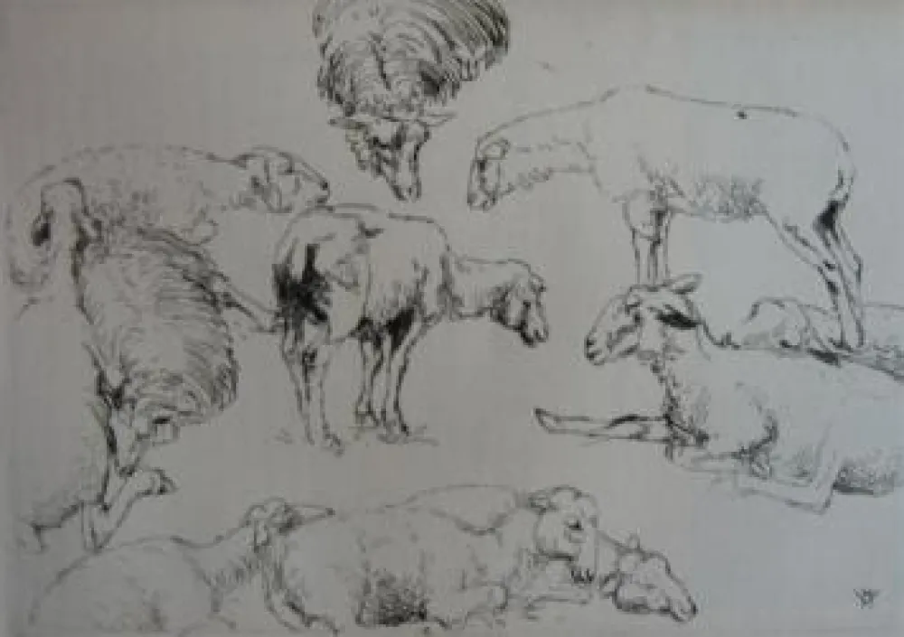 Gravure Vergé-Sarrat - Etudes de moutons / Studies of Sheep