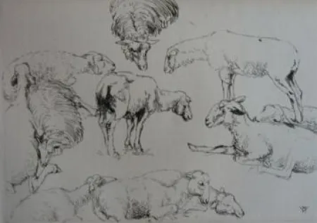 Gravure Vergé-Sarrat - Etudes de moutons / Studies of Sheep
