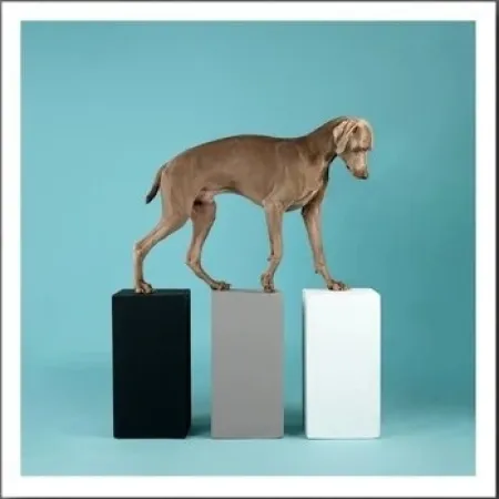 Photographie Wegman - DOG 