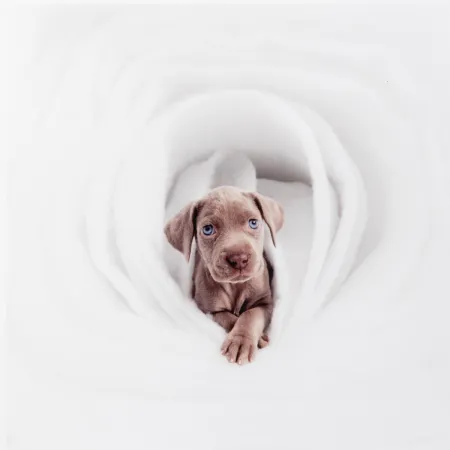 Photographie Wegman - New